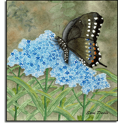 Spicebush Delight - butterfly on phlox flowers watercolor by Sam Davis 2023